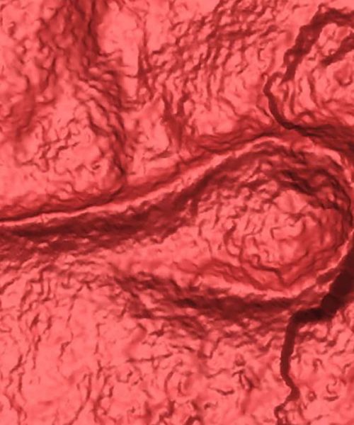 Worm-like fossil is the oldest ancestor of spiders and crustaceans