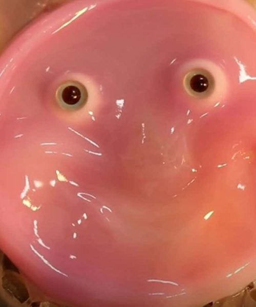 2024 review: The best new robots of the year