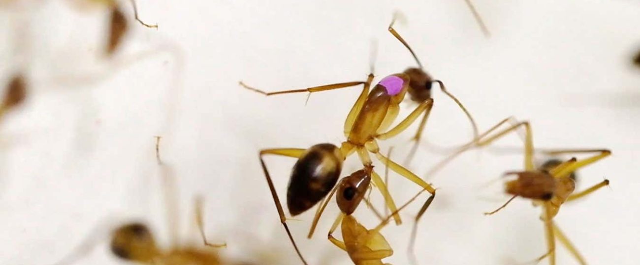 2024 review: The strangest animal videos of the year