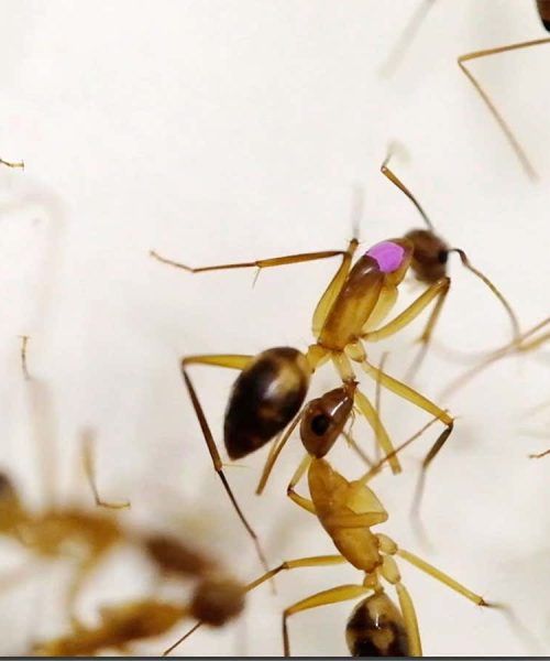 2024 review: The strangest animal videos of the year