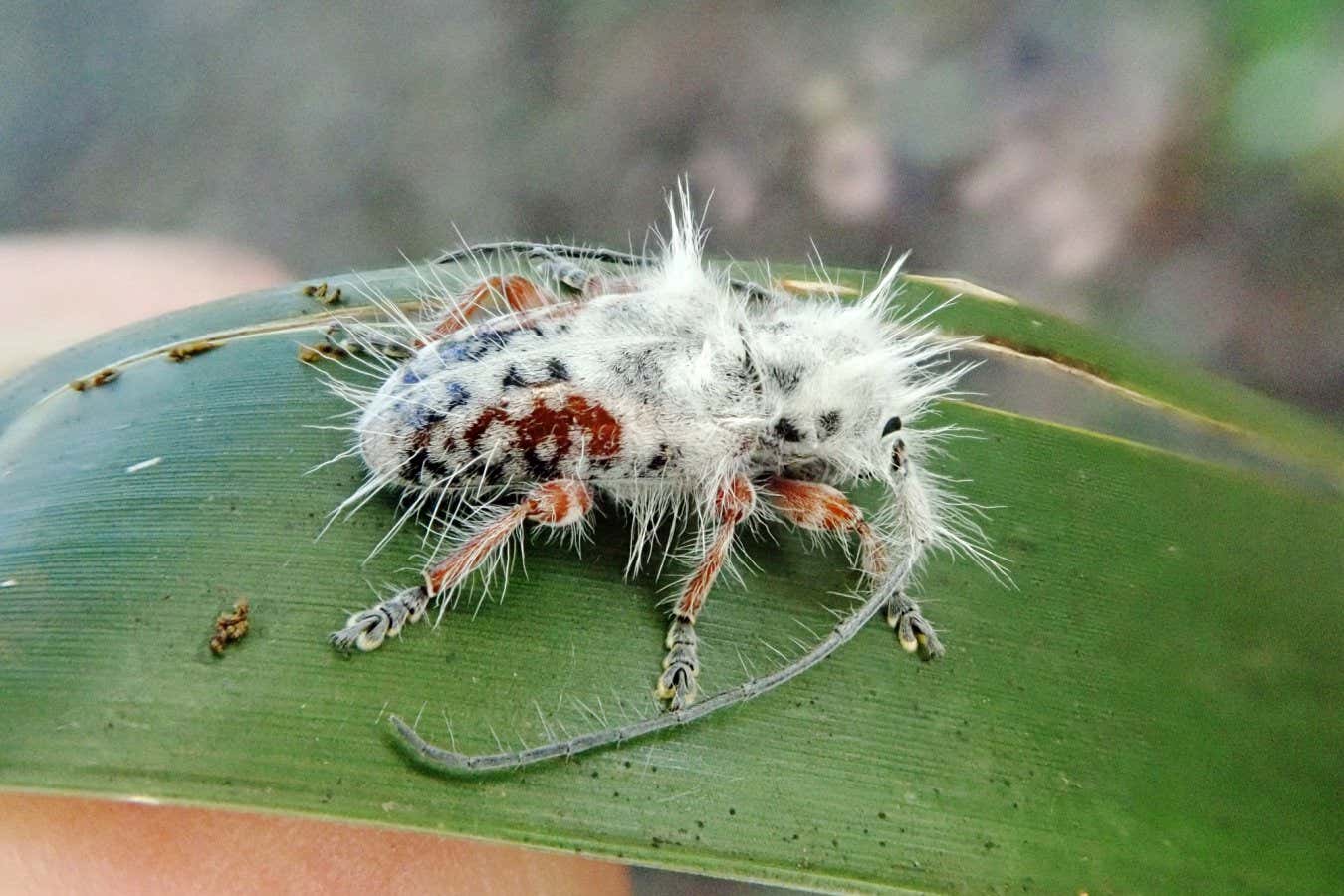 A fluffy longhorn beetle