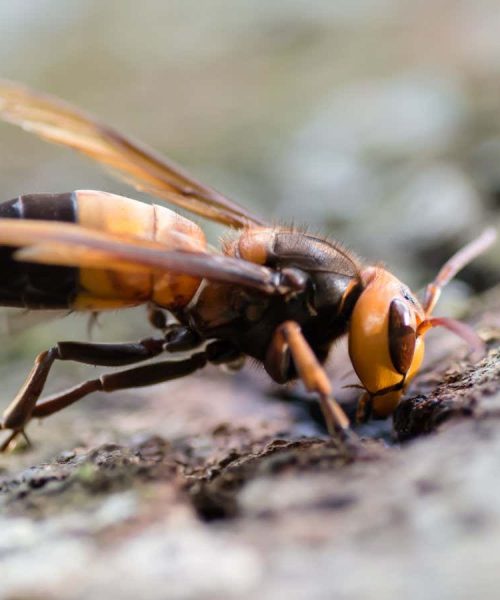 A giant hornet from Asia has appeared in Europe for the first time