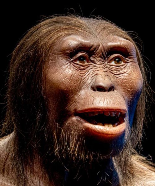 Ancient hominin Lucy was a lousy runner, simulations show