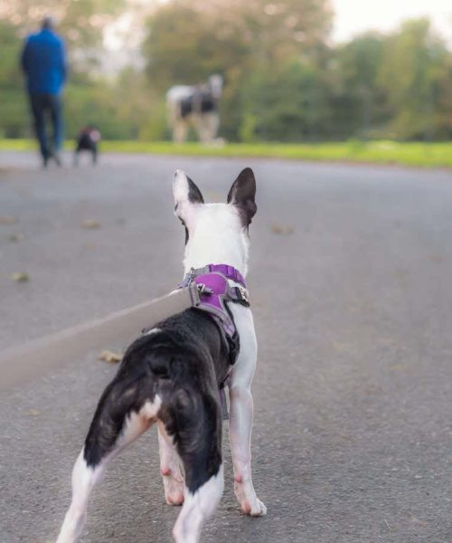 Dogs pull harder on the leash when they wear a harness than a collar