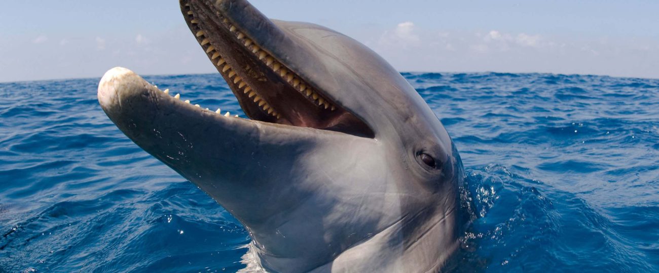 Dolphins may use their teeth to hear underwater