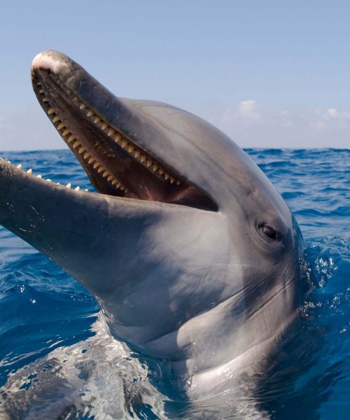 Dolphins may use their teeth to hear underwater