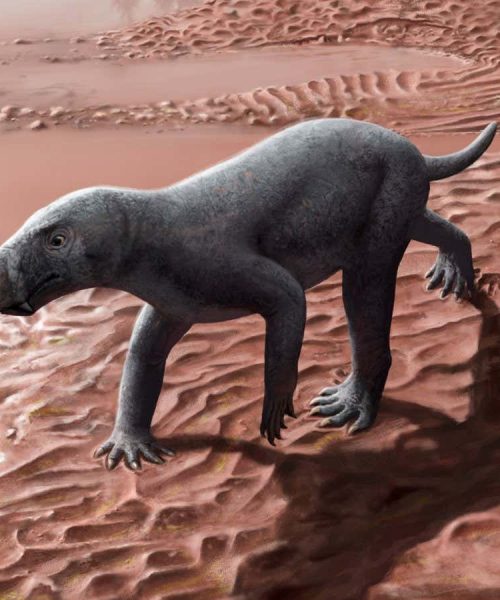 Earliest known sabre-toothed predator hunted 270 million years ago