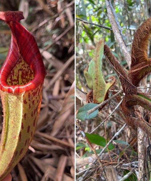 Hairy ‘orangutan pitcher plant’ discovered in Borneo