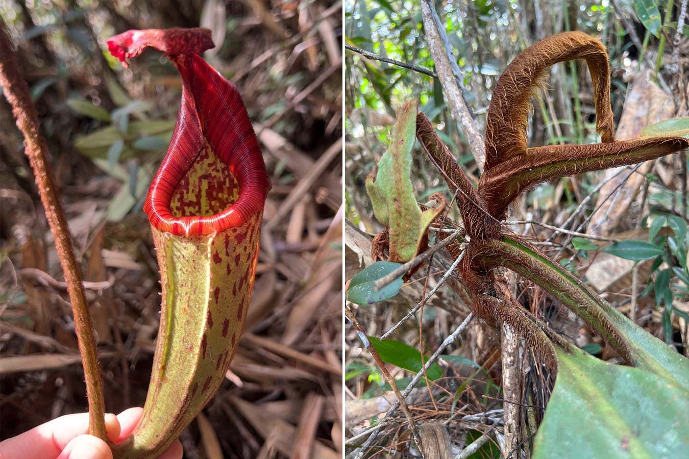 The Nepenthes pongoides pitcher plant