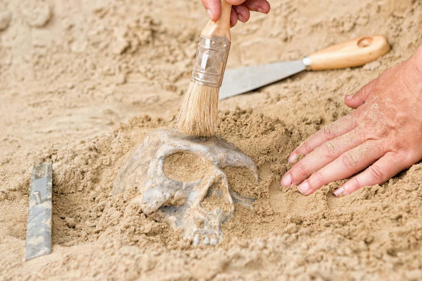 Unearthing ancient human skull at archaeological site; Shutterstock ID 395215381; purchase_order: -; job: -; client: -; other: -