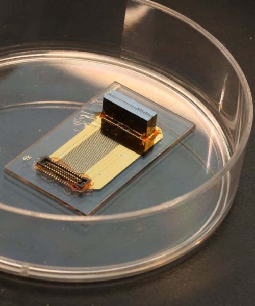 Implant made with living neurons connects to mouse brains