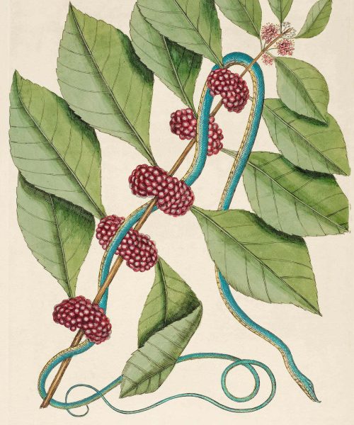 Intricate 18th-century illustrations of stunning flora and fauna