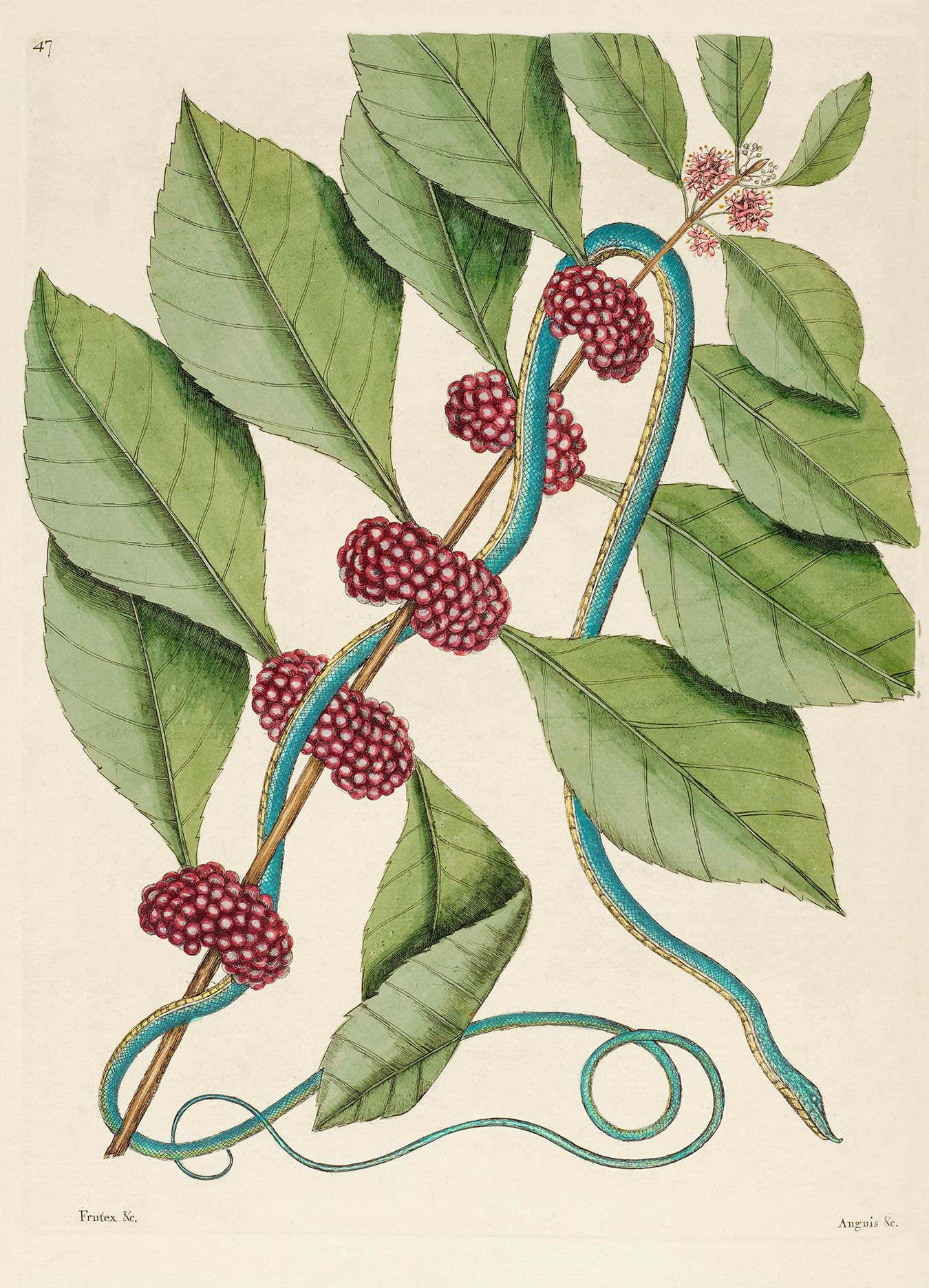 Pl 147 Greensnake. 147 left Rough greensnake (Opheodrys aestivus); American beautyberry (Callicarpa americana) (vol. 2, t. 47)