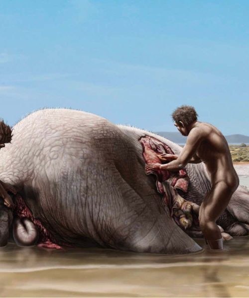 Mammoth carcass was scavenged by ancient humans and sabre-toothed cats