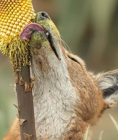 Nectar-loving Ethiopian wolves may be the first carnivore pollinators