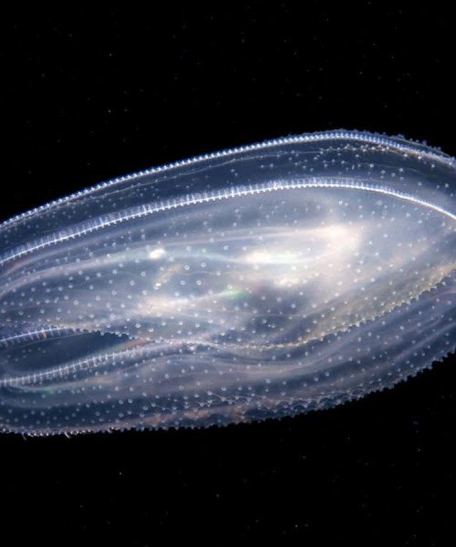 New forms of animals made by fusing several comb jellies together