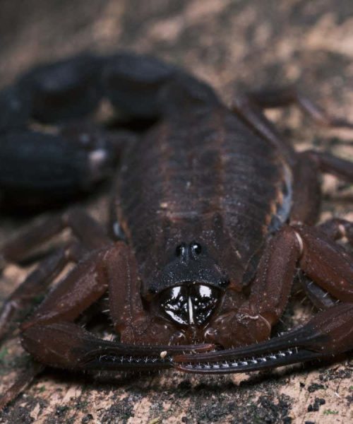 Newly identified scorpion species ‘spits’ venom to defend itself