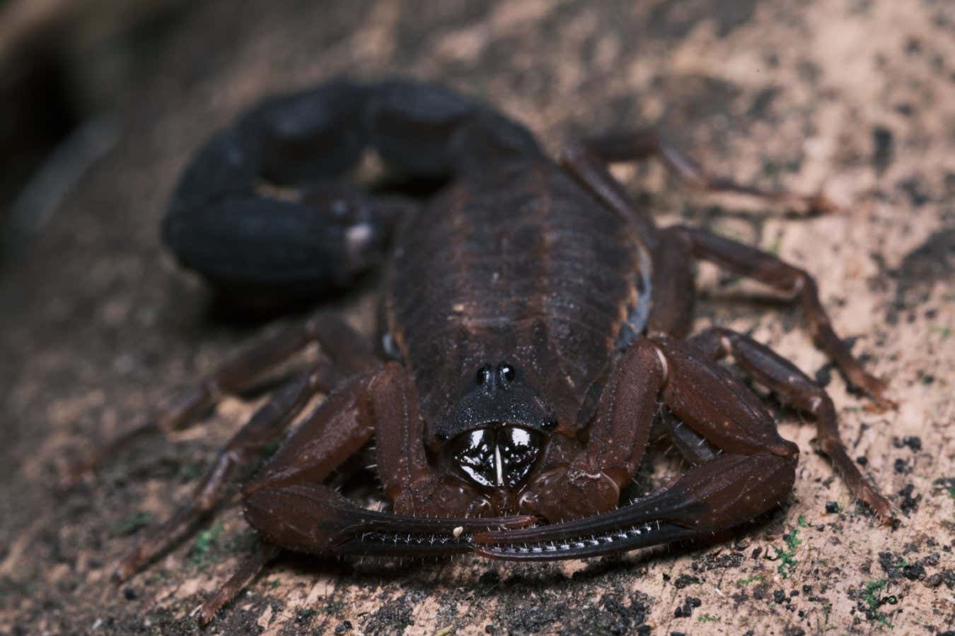 A newly recognised species of scorpion (Tityus achilles) that can spit venom