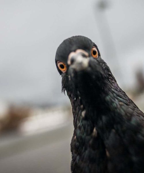 Pigeons are misunderstood: These little-known facts will prove why