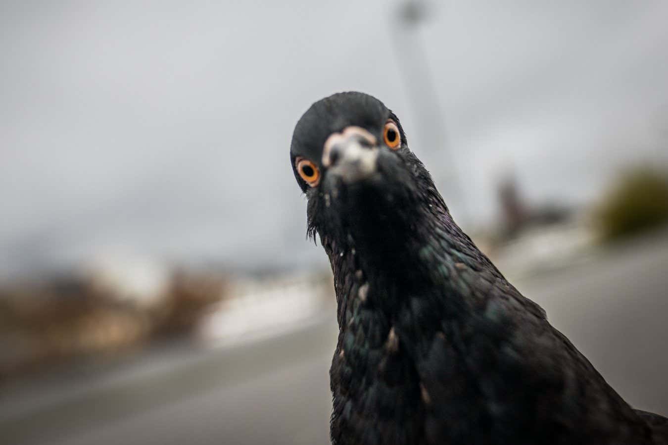 A pigeon looks in the photographer's camera in Frankfurt am Main, western Germany, on November 17, 2016. / AFP / dpa / Frank Rumpenhorst / Germany OUT (Photo credit should read FRANK RUMPENHORST/DPA/AFP via Getty Images)