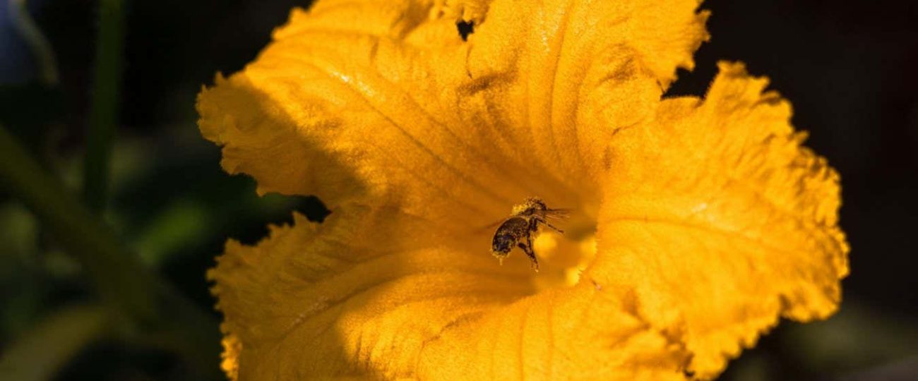 Plants laced with a variety of fungi are more popular with bees