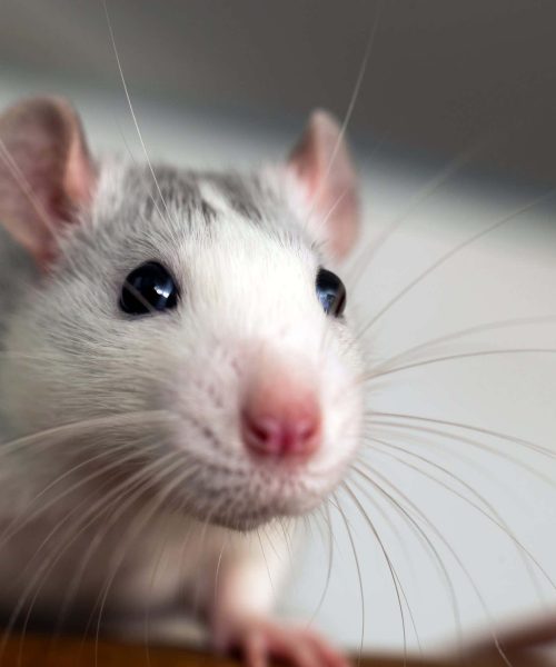 Robotic rat uses AI to befriend real rodents