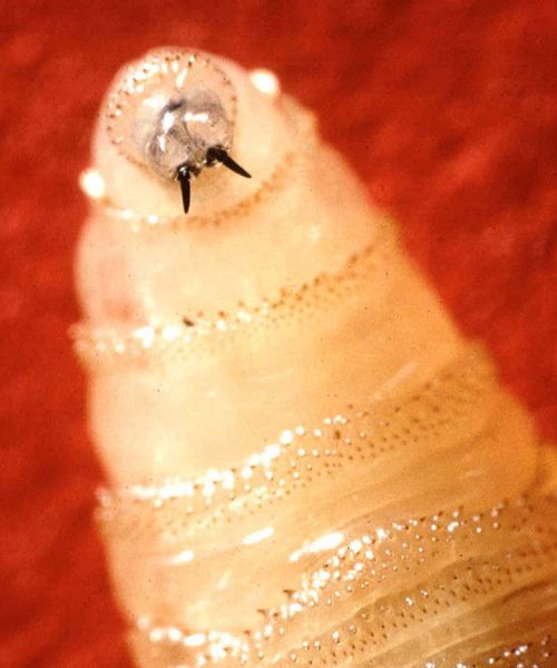 Screwworm: Why is this flesh-eating parasite making a comeback?