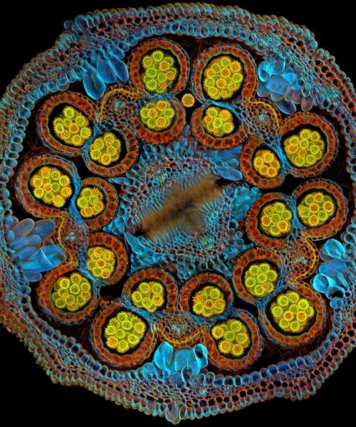 See the world in close-up in these intricate images of nature