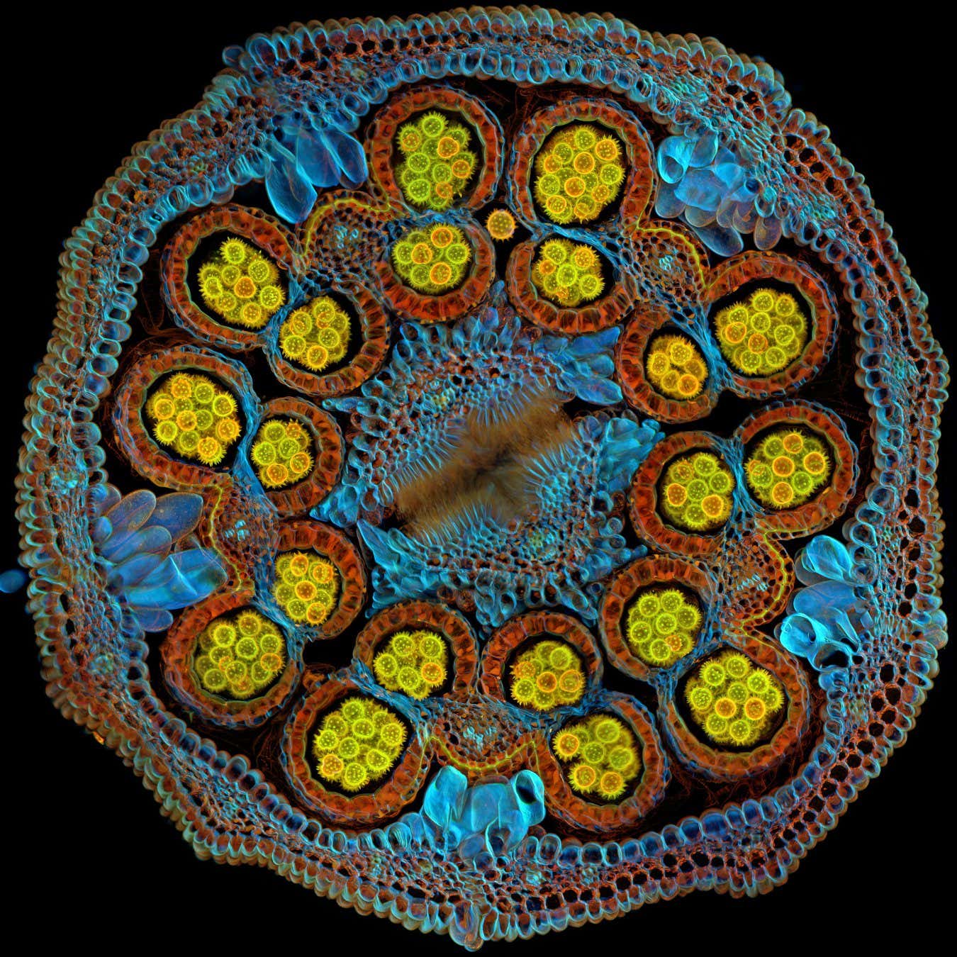 Evident Image of the Year global winner: Cross-section of a Cosmic Orange aster flower with pollen grains maturing inside anthers. Captured by Igor Siwanowicz of the United States. Igor Siwanowicz of the United States was selected as the global winner for his striking cross- section image of a Cosmic Orange Mexican aster flower that vividly depicts pollen grains maturing inside anthers. To create this image, Siwanowicz embedded isolated florets in agarose, sectioned on a vibratome and stained with Calcofluor White and Congo Red dyes. The sample was dehydrated, cleared and mounted in methyl salicylate. Siwanowicz chose to image this flower to observe how aster florets are organized before the flower opens. ?I was lucky to pick my flower buds at the right stage of development, with the pollen grains almost fully mature but still bound together in a mass,? Siwanowicz explained. ?I think this image shows the true beauty of a common flower that most of us take for granted by extending it well beyond what we can see with the naked eye. The beauty of natural form and design is present on very different scales, sometimes almost in a fractal manner?as we continue to zoom in, the form may lose familiarity but also become a new emotional experience.?