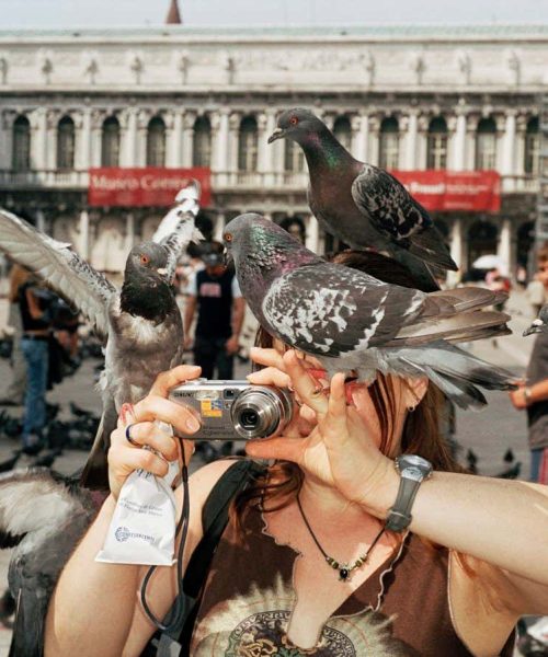 The amazing talents of pigeons – and why we should learn to love them