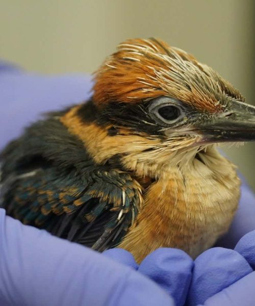 The most inspiring conservation success stories in 2024