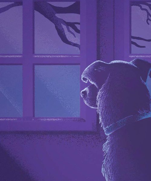 To truly understand non-human grief, we need to think like the animals