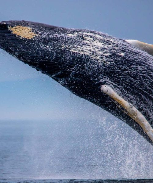 Whales may hone their singing skills by practising out of season