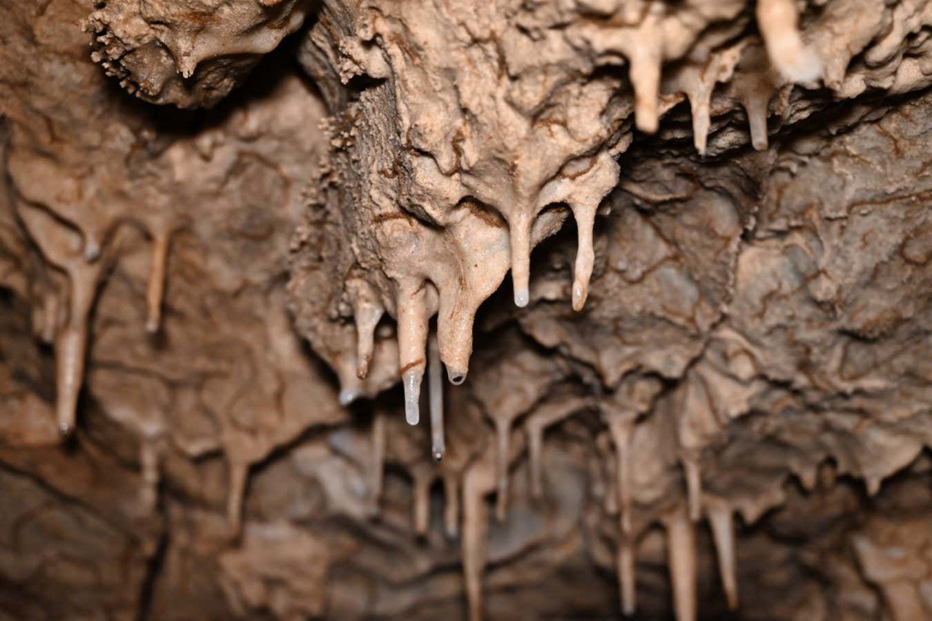 Stalagmites at the Oregon Caves National Monument