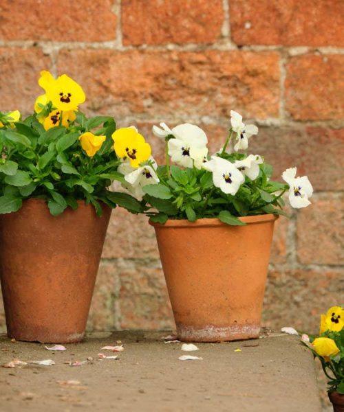 Why a potted plant isn’t the easiest option for would-be gardeners