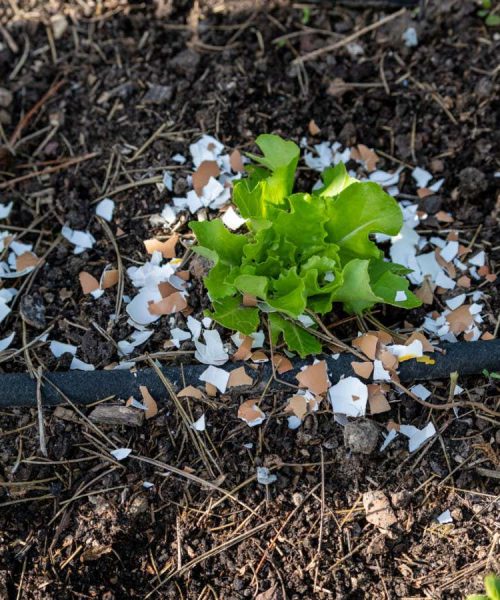 Why surrounding your plants with crushed eggshells won’t deter slugs
