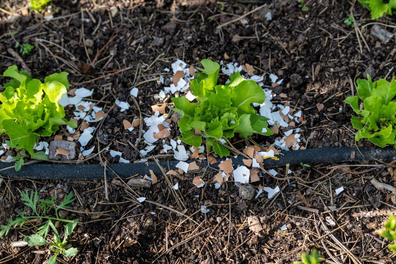 2D7HDN2 Broken eggshells around salads to prevent slugs in summer, Pas de Calais, France