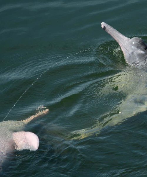 Amazon river dolphins may send messages with aerial streams of urine