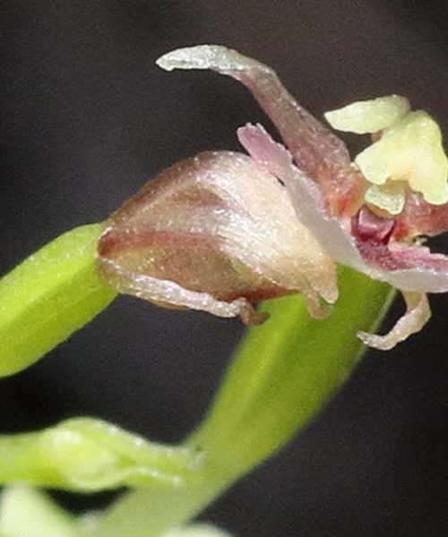 An orchid uses a finger-like appendage to pollinate itself