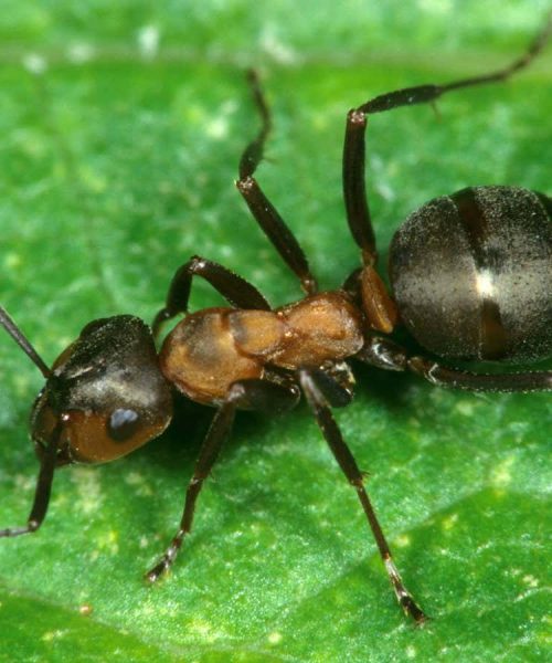 Ants can be used to make yogurt – and now we know how it works