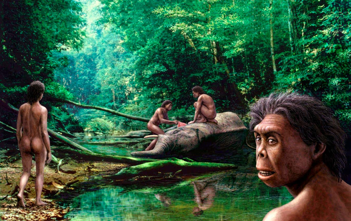 Homo floresiensis. Artist's impression of a group of Homo floresiensis with a freshly killed dwarf elephant (Stegodon sp.). The remains of H. floresiensis were discovered in 2003 at the Liang Bua Cave on the island of Flores, Indonesia. These hominids had an average height of 3 feet. They also had small brains but evidence suggests that they used fire and tools and hunted in groups. Flores was an isolated island that supported a unique range of fauna including dwarf elephants and large monitor lizards that H. floresiensis would have hunted. It is believed that H. floresiensis survived after the arrival of modern humans to the island but later became extinct.