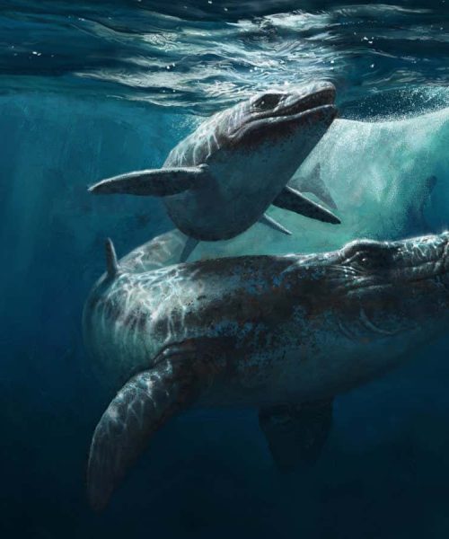 Fossil claimed to be new species of mosasaur is suspected forgery