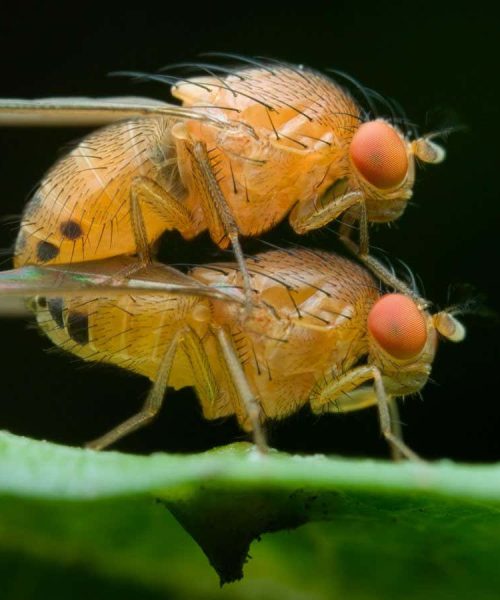 Genetically modified toxic semen could suppress troublesome insects