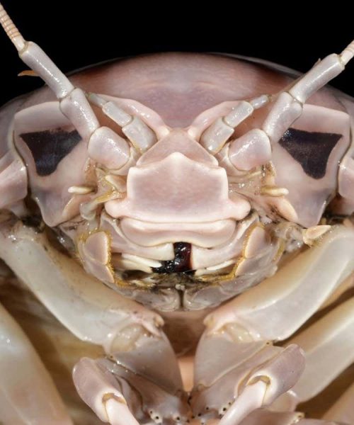 Giant isopod named after Darth Vader is a delicacy in Vietnam