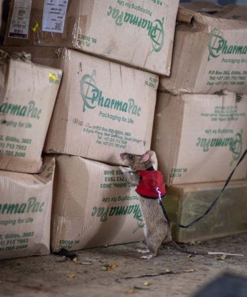 Giant rats trained to sniff out illegal wildlife trade