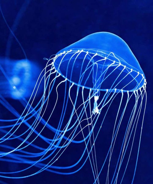 Glowing biological quantum sensor could track how cells form