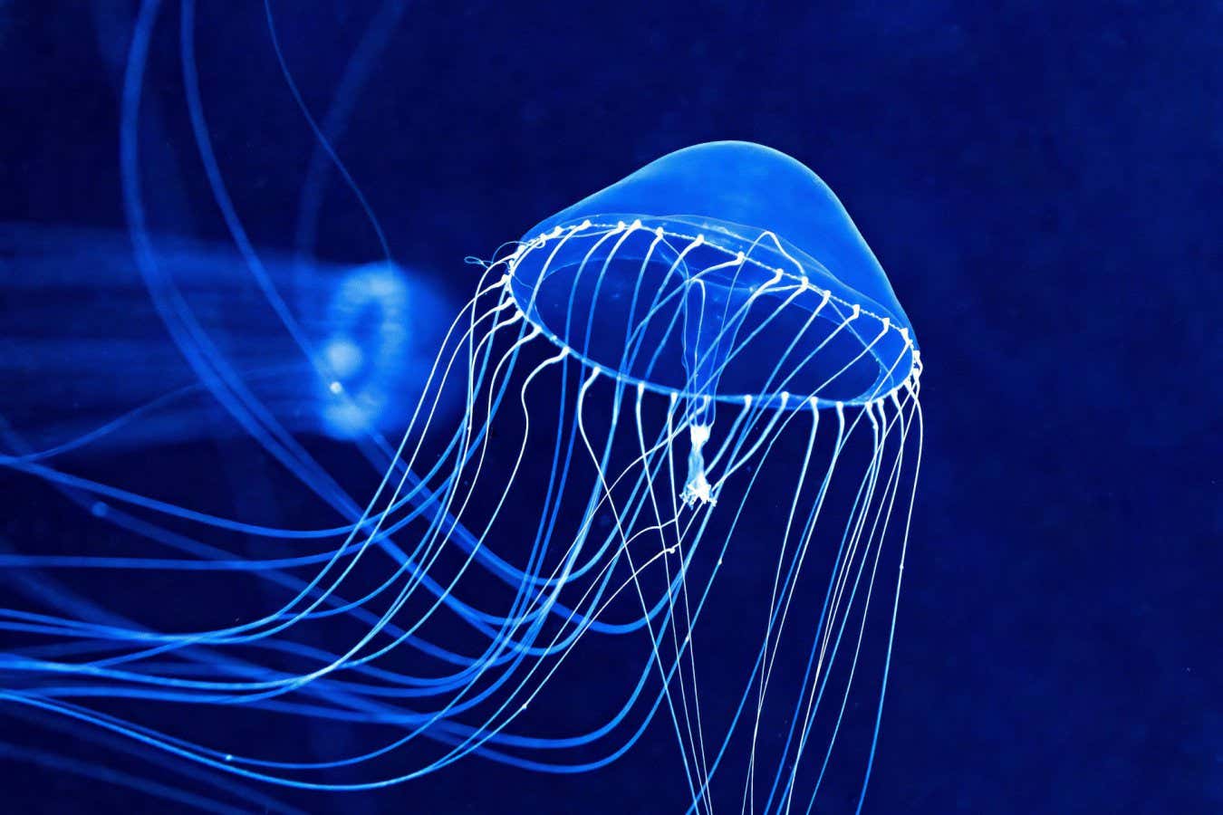 A crystal jellyfish (Aequorea victoria)