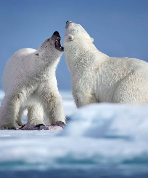 How polar bears stop ice from freezing on their fur