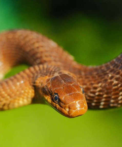 Invasive snake is surviving in Britain by living in attics and walls