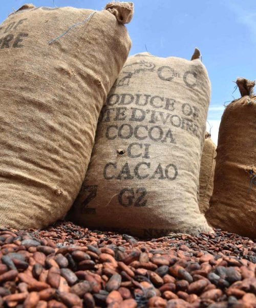 Nerve-racking tale of reviving wild cocoa to make amazing chocolate